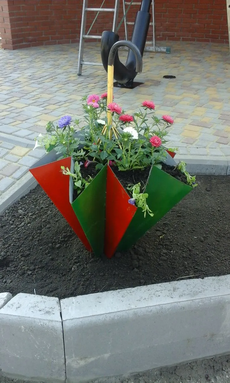 Парасолька садова